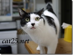 Kitten VS King crab $ 10 at a bargain price、980円のタラバガニ対子猫のミャミ雄君 Kitten VS King crab $ 10 at a bargain price、980円のタラバガニ対子猫のミャミ雄君