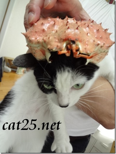 Kitten VS King crab $ 10 at a bargain price、980円のタラバガニ対子猫のミャミ雄君 Kitten VS King crab $ 10 at a bargain price、980円のタラバガニ対子猫のミャミ雄君