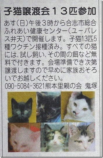 明日 子猫里親募集 猫の譲渡会 犬猫ペットぬいぐるみ 雑貨オーダーメイド 猫ニャーゴ